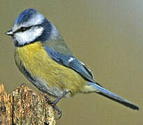 Eurasian Blue Tit