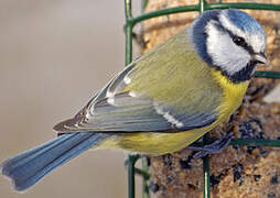 Eurasian Blue Tit