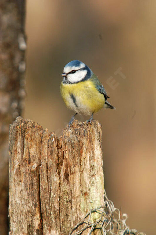 Mésange bleue