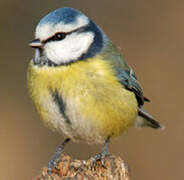 Mésange bleue