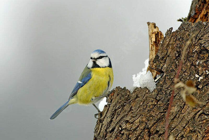 Eurasian Blue Titadult