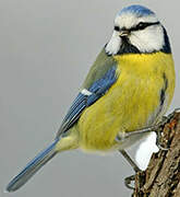 Eurasian Blue Tit