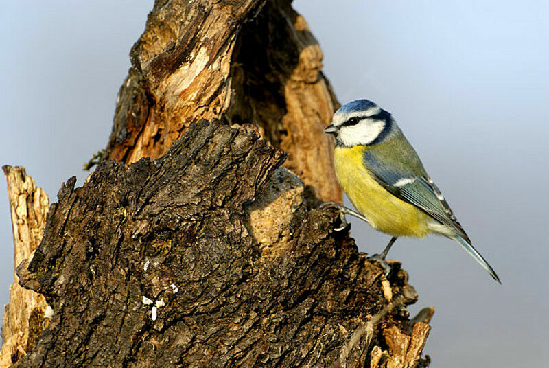 Mésange bleueadulte