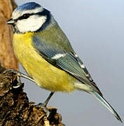 Eurasian Blue Tit