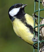 Great Tit