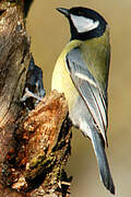 Great Tit