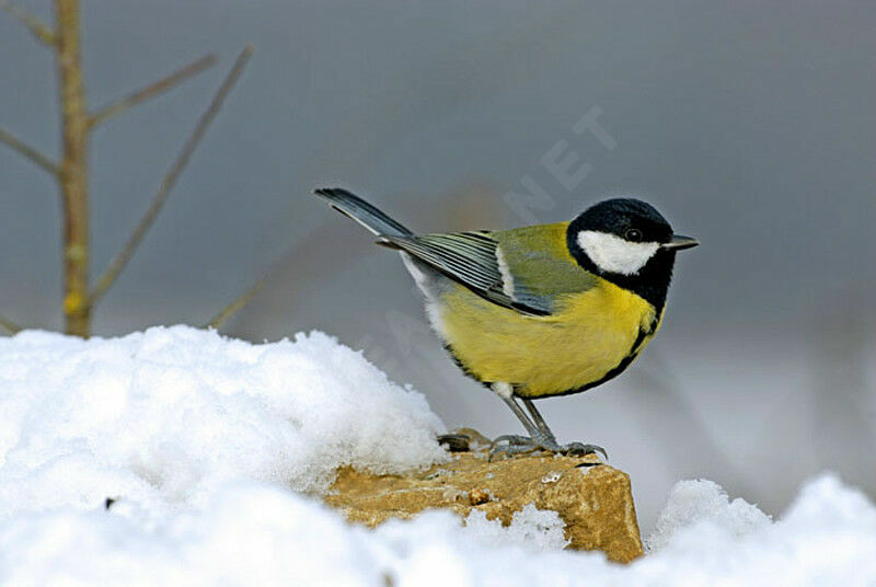 Great Tit male adult