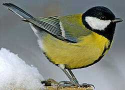 Great Tit