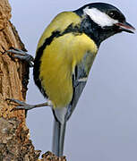 Great Tit