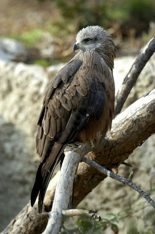 Black Kite