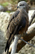 Black Kite