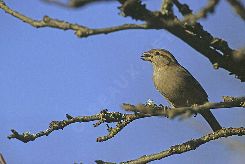 House Sparrow