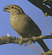 Moineau domestique