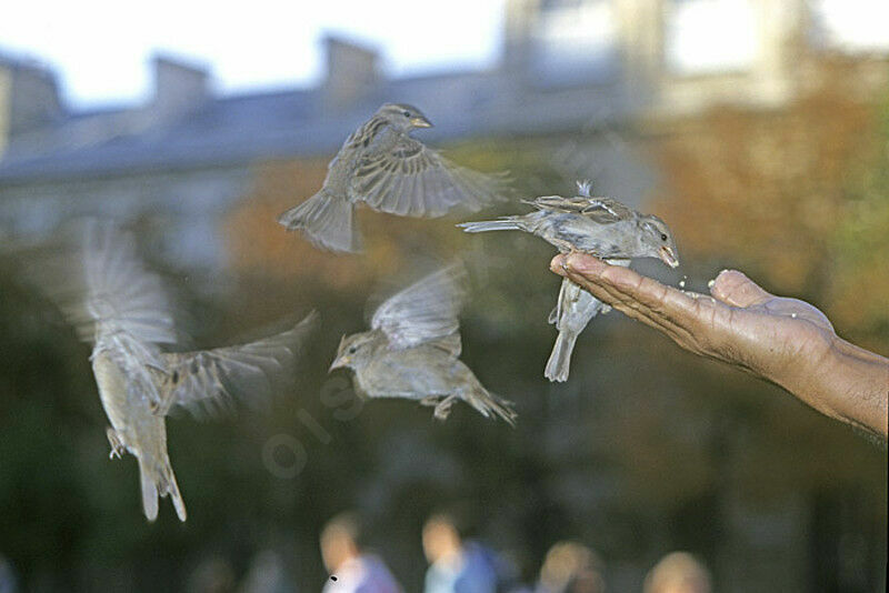 House Sparrow