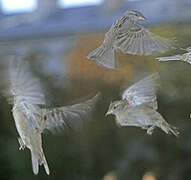 House Sparrow