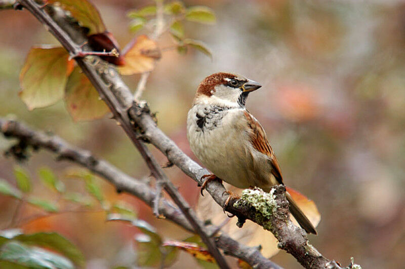 Moineau domestique