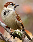 House Sparrow