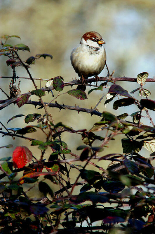 House Sparrow