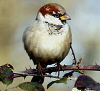 House Sparrow