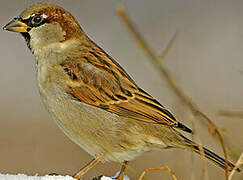 House Sparrow