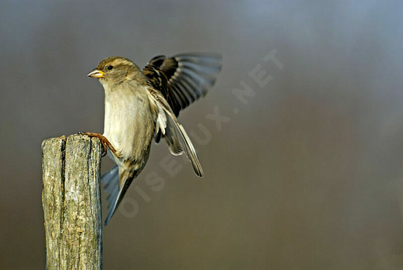 Moineau domestique femelle adulte internuptial