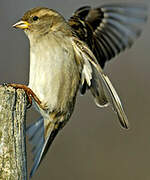 House Sparrow