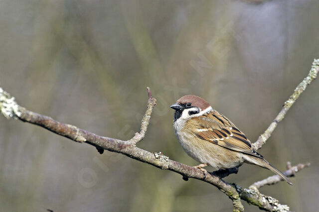 Moineau friquet