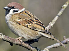 Eurasian Tree Sparrow