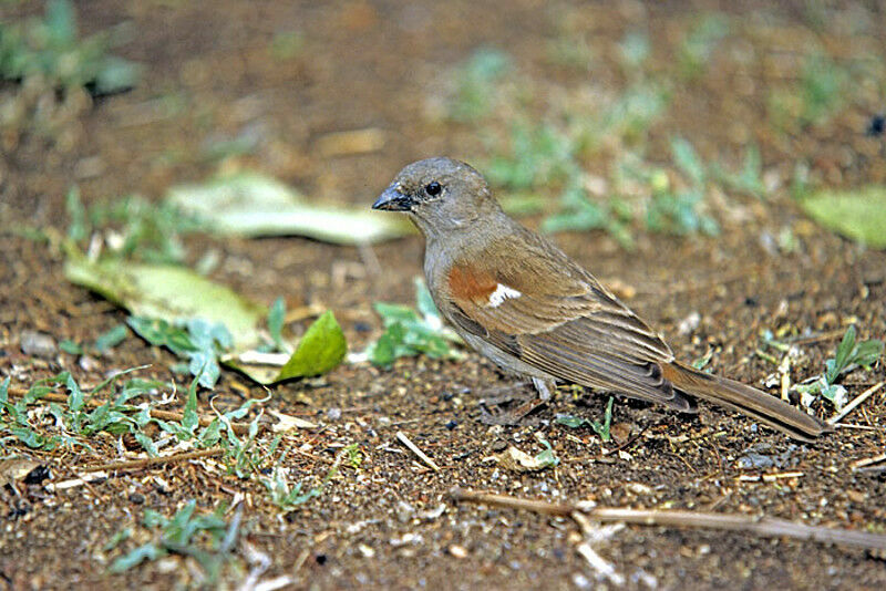 Moineau perroquet