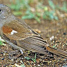 Moineau perroquet
