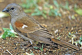 Parrot-billed Sparrow