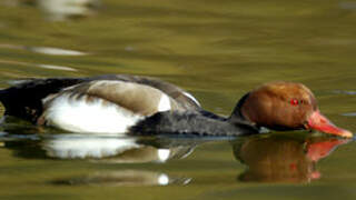 Red-crested Pochard