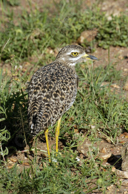 Spotted Thick-knee