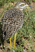 Spotted Thick-knee