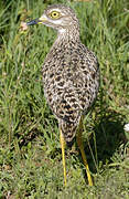 Spotted Thick-knee