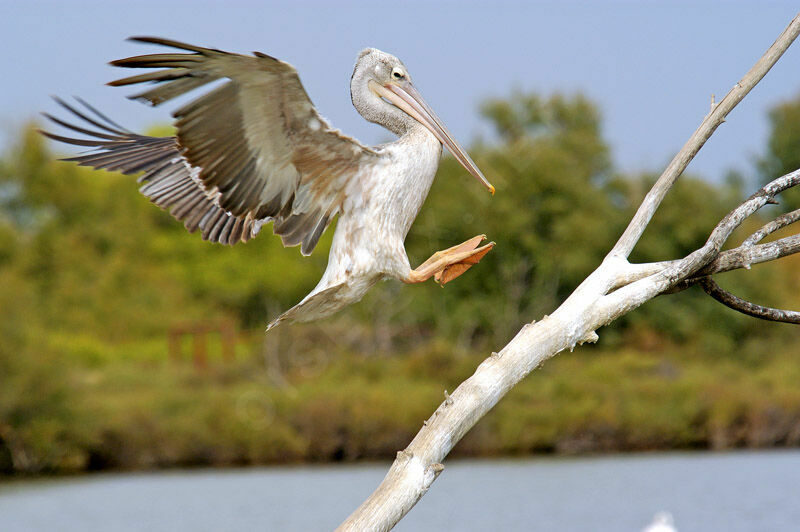 Pink-backed Pelican