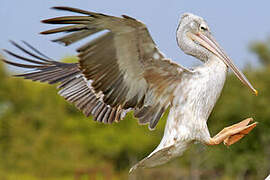 Pink-backed Pelican