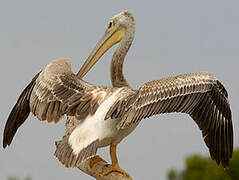 Pink-backed Pelican