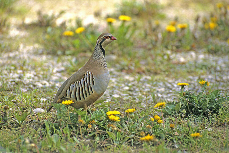 Red-legged Partridge