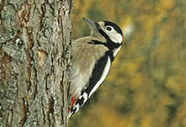 Great Spotted Woodpecker