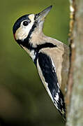 Great Spotted Woodpecker