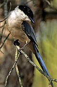 Iberian Magpie