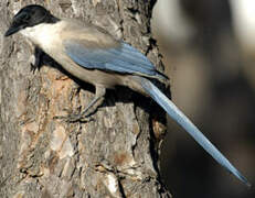 Iberian Magpie