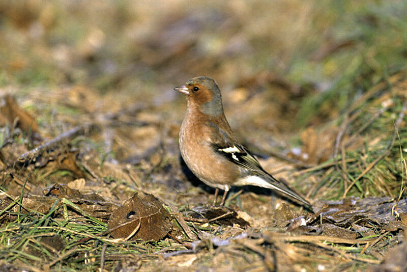 Eurasian Chaffinch