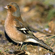 Eurasian Chaffinch