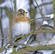 Brambling