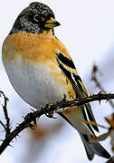 Brambling