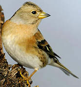 Brambling