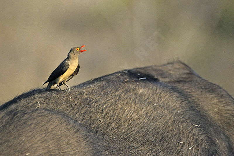 Red-billed Oxpecker