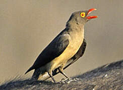 Red-billed Oxpecker